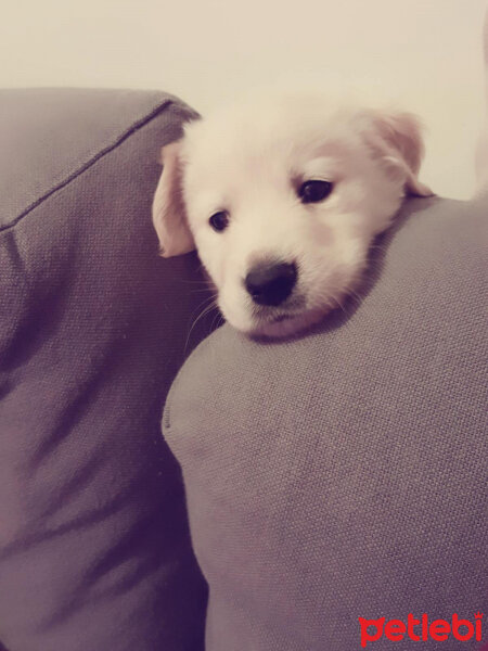 Golden Retriever, Köpek  Zehir fotoğrafı