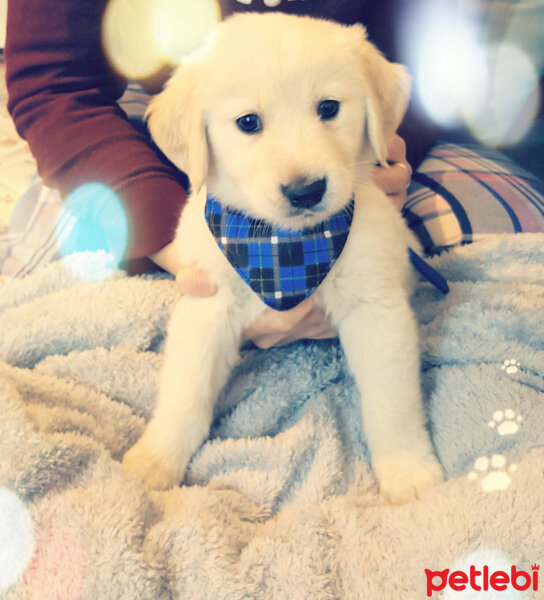 Golden Retriever, Köpek  Zehir fotoğrafı