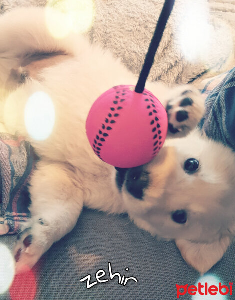 Golden Retriever, Köpek  Zehir fotoğrafı