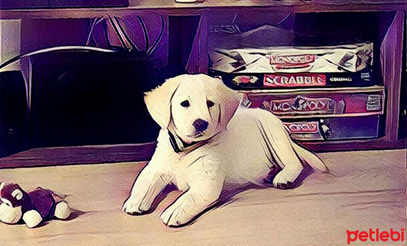 Golden Retriever, Köpek  Zehir fotoğrafı