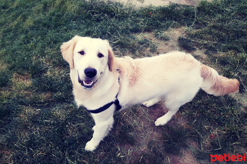 Golden Retriever, Köpek  Zehir fotoğrafı