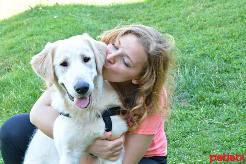 Golden Retriever, Köpek  Zehir fotoğrafı