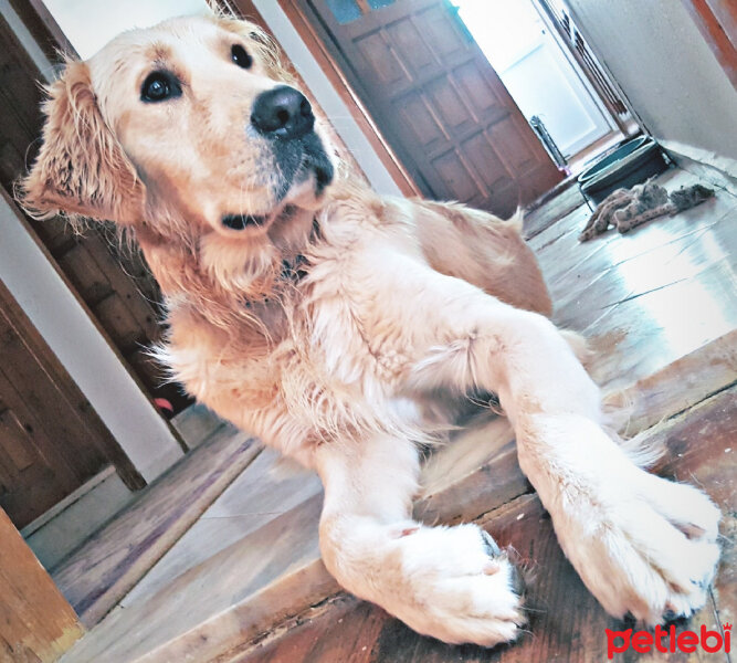 Golden Retriever, Köpek  Zehir fotoğrafı