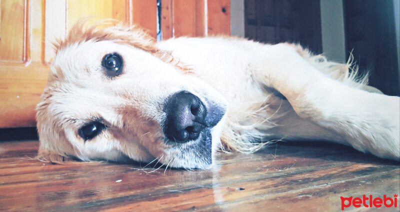 Golden Retriever, Köpek  Zehir fotoğrafı