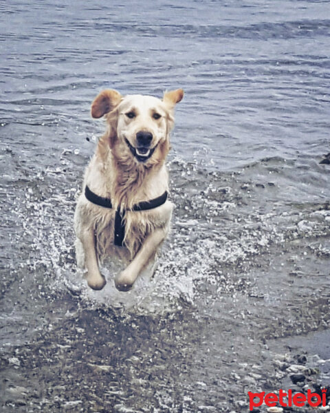 Golden Retriever, Köpek  Zehir fotoğrafı