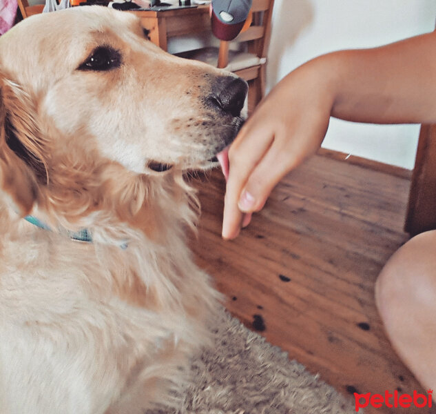 Golden Retriever, Köpek  Zehir fotoğrafı