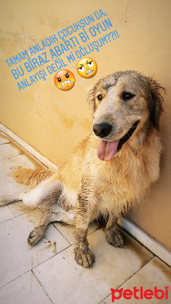 Golden Retriever, Köpek  Zehir fotoğrafı