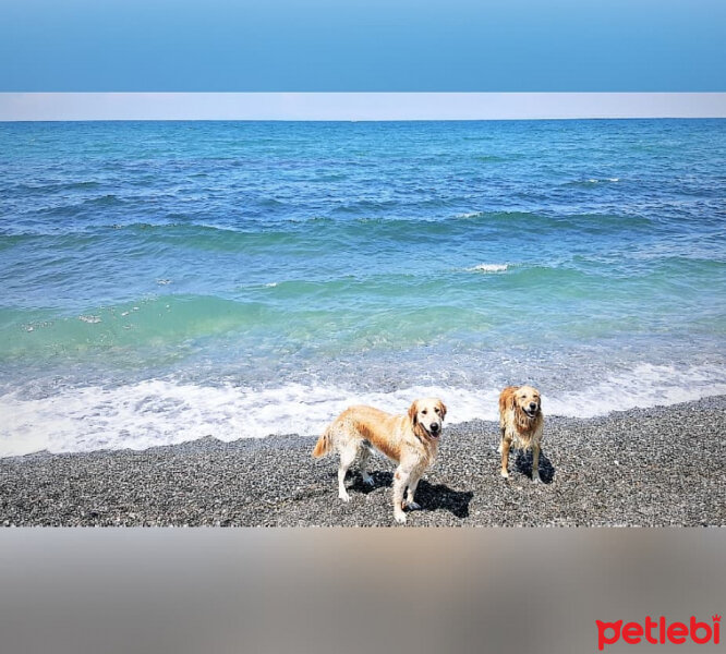 Golden Retriever, Köpek  Zehir fotoğrafı