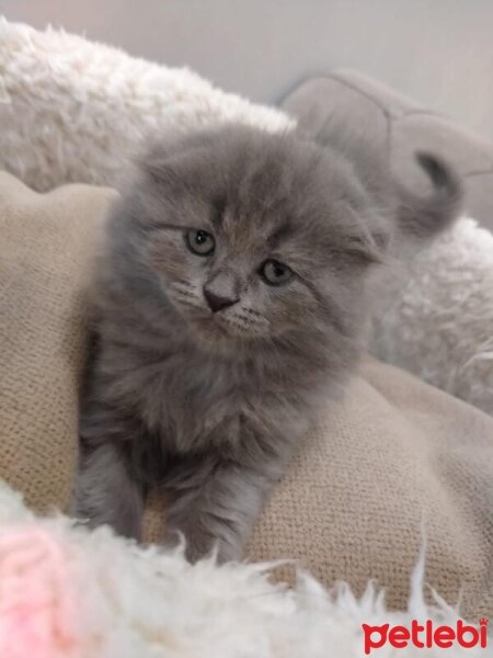 Scottish Fold, Kedi  maya fotoğrafı