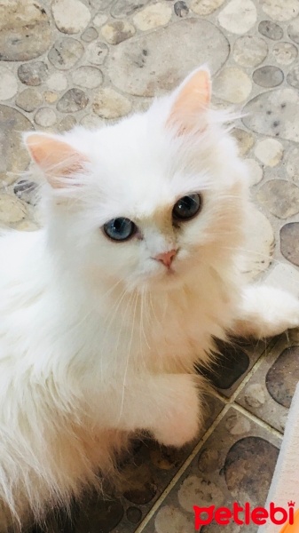 British Shorthair, Kedi  Zilli fotoğrafı