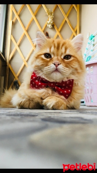 British Shorthair, Kedi  Zilli fotoğrafı