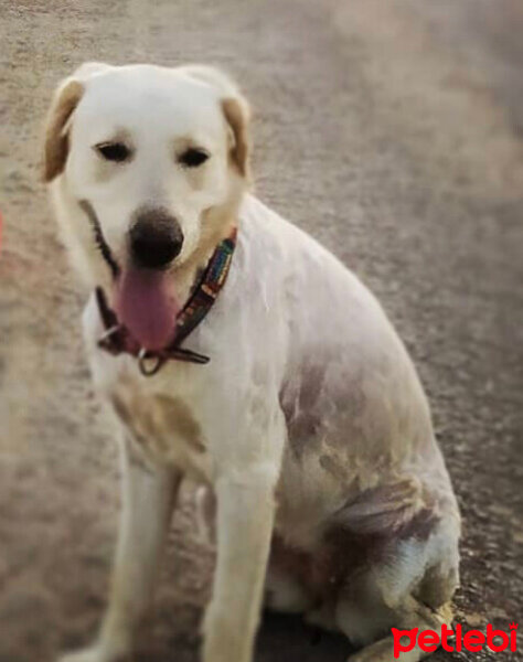 Golden Retriever, Köpek  Pamuk fotoğrafı