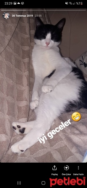 Tekir Kedi, Kedi  Şesu fotoğrafı