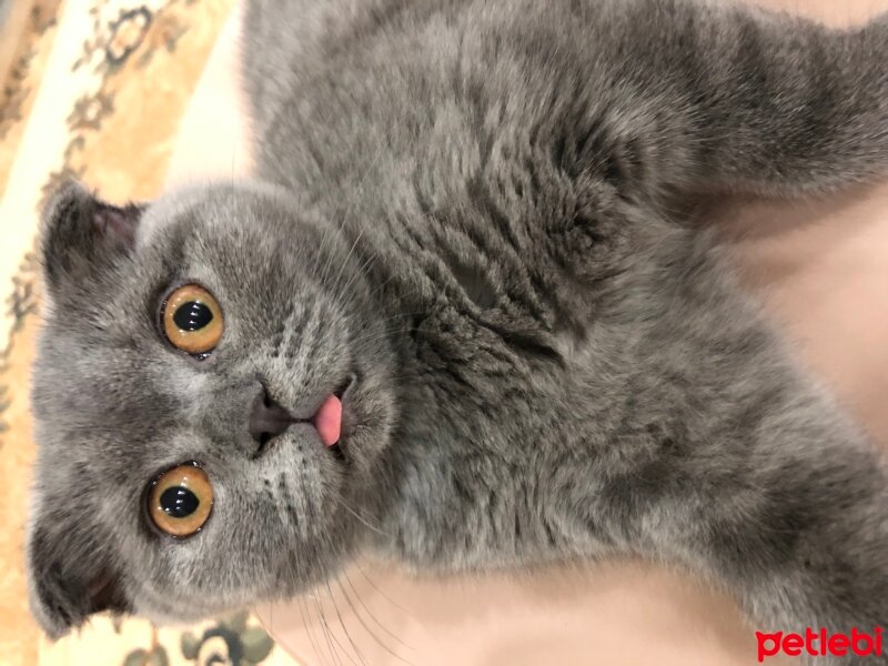 Scottish Fold, Kedi  Narin fotoğrafı