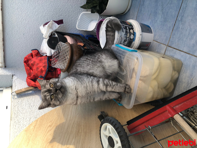 British Shorthair, Kedi  Mırmır fotoğrafı
