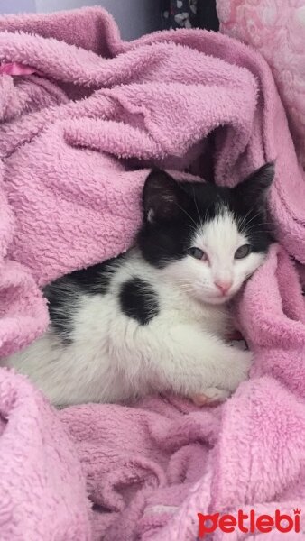 Tuxedo (Smokin) Kedi, Kedi  Leyla fotoğrafı