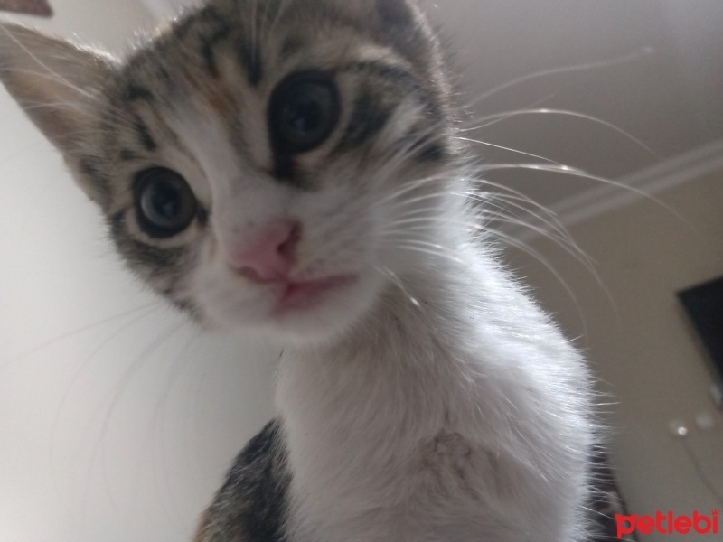 York Chocolate, Kedi  Pati fotoğrafı