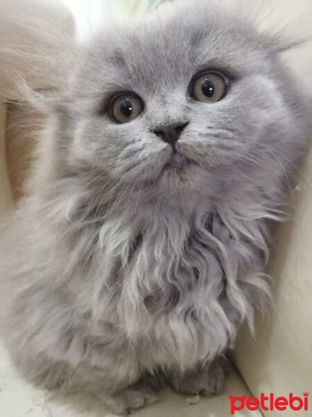 Scottish Fold, Kedi  Scottish fold longhair fotoğrafı