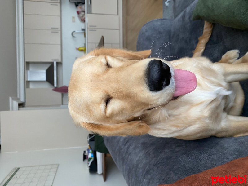 Golden Retriever, Köpek  latte fotoğrafı