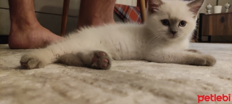 British Shorthair, Kedi  Latte fotoğrafı