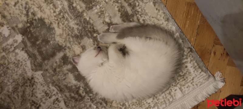 British Shorthair, Kedi  Latte fotoğrafı