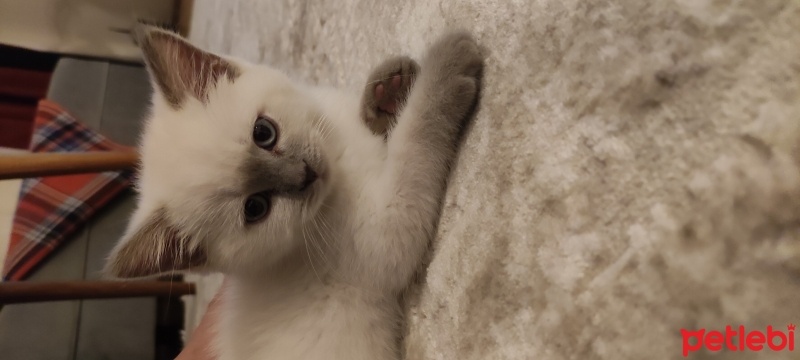 British Shorthair, Kedi  Latte fotoğrafı