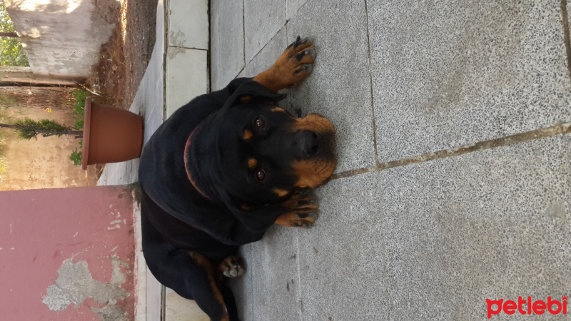 Rottweiler, Köpek  Shila fotoğrafı