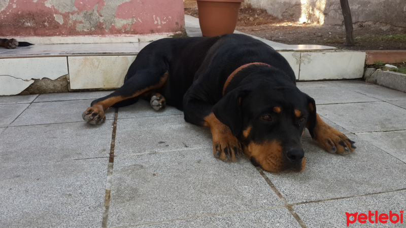 Rottweiler, Köpek  Shila fotoğrafı