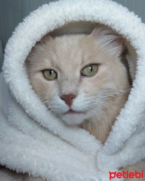 Chinchilla, Kedi  poyraz fotoğrafı