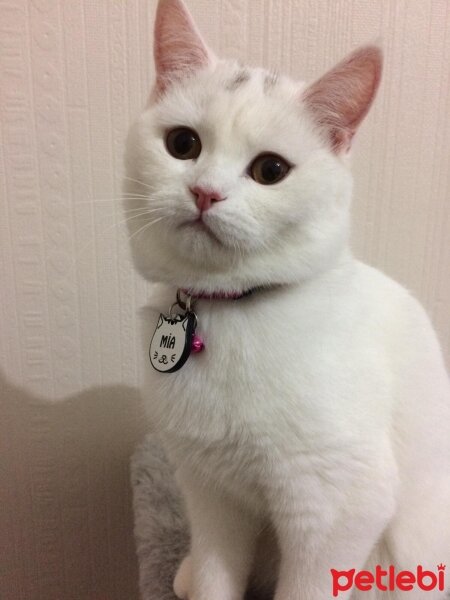 British Shorthair, Kedi  mia fotoğrafı