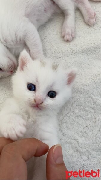 British Shorthair, Kedi  sütlaç fotoğrafı