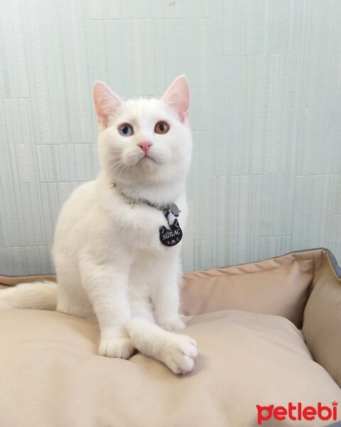 British Shorthair, Kedi  sütlaç fotoğrafı