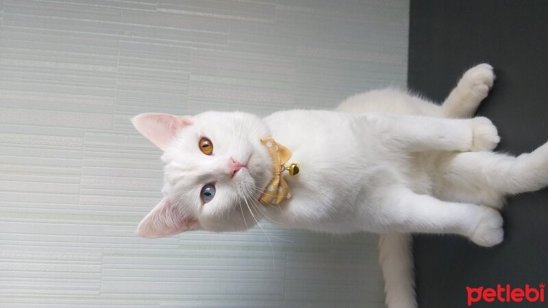 British Shorthair, Kedi  sütlaç fotoğrafı