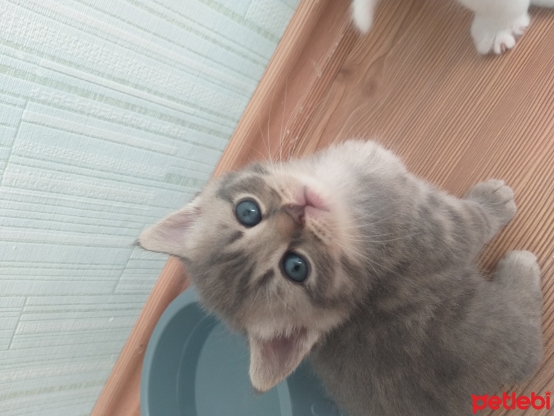 British Shorthair, Kedi  dobby fotoğrafı