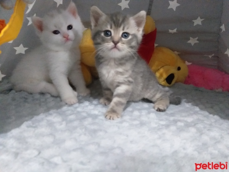 British Shorthair, Kedi  dobby fotoğrafı