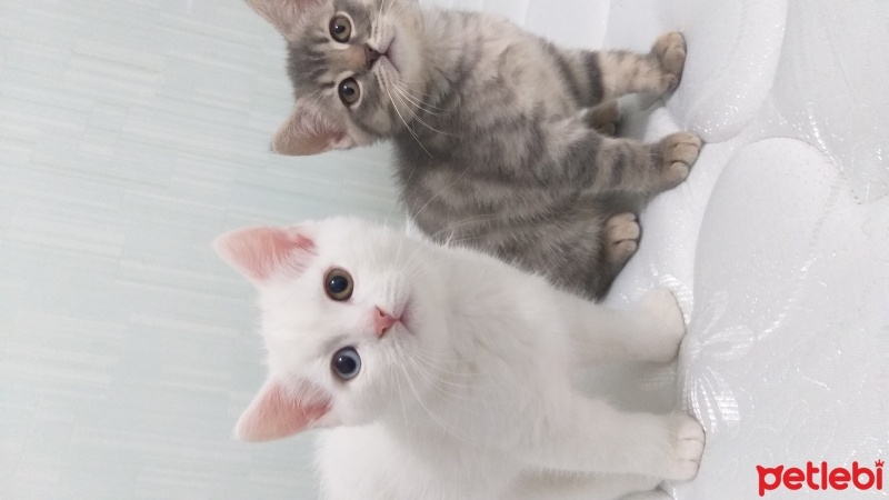 British Shorthair, Kedi  dobby fotoğrafı