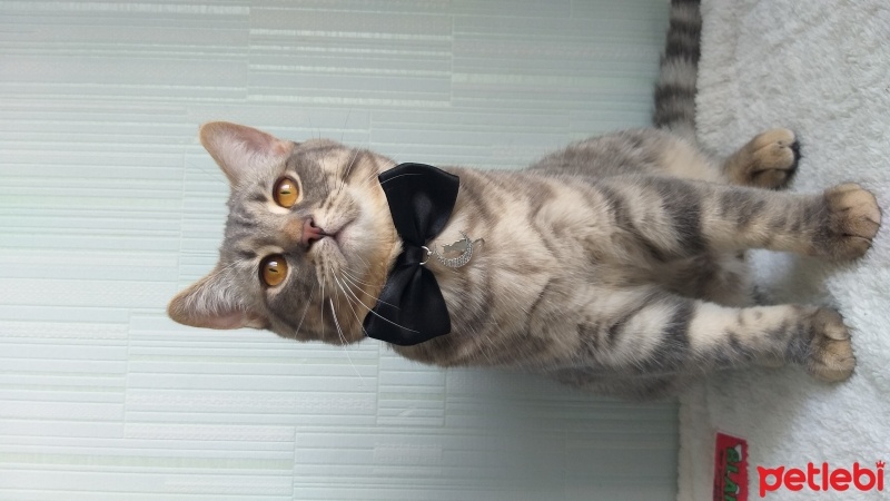 British Shorthair, Kedi  dobby fotoğrafı