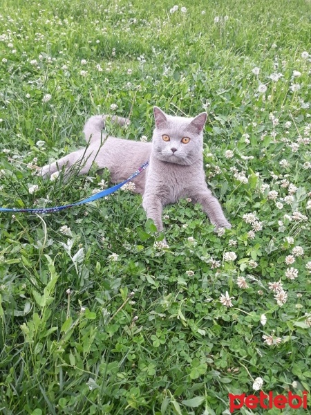 British Shorthair, Kedi  Pasa fotoğrafı