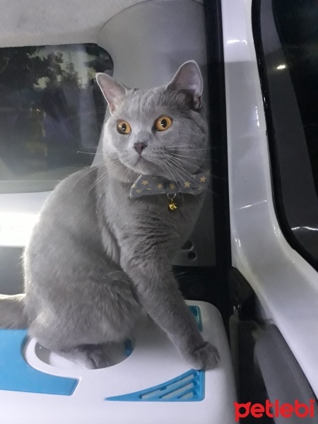 British Shorthair, Kedi  Pasa fotoğrafı
