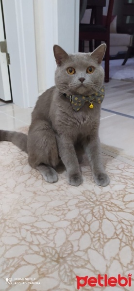 British Shorthair, Kedi  Pasa fotoğrafı