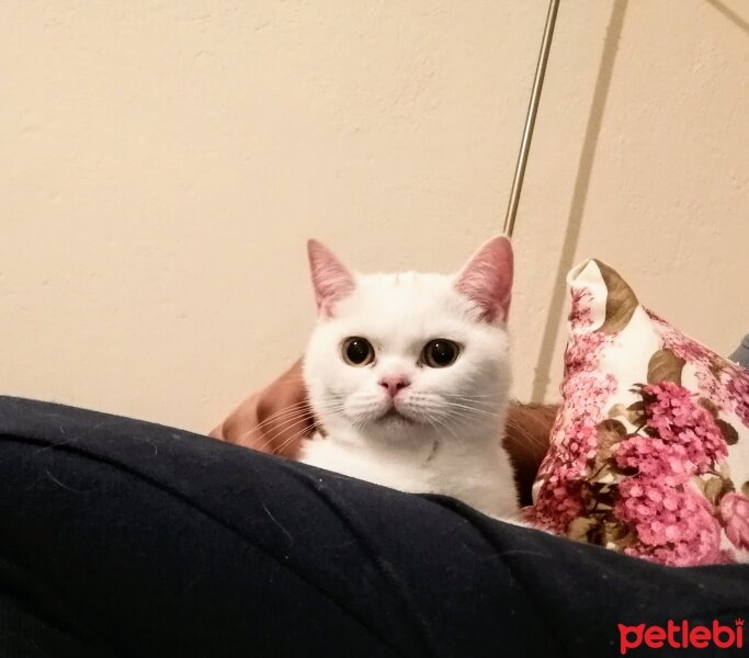 British Shorthair, Kedi  sakız fotoğrafı