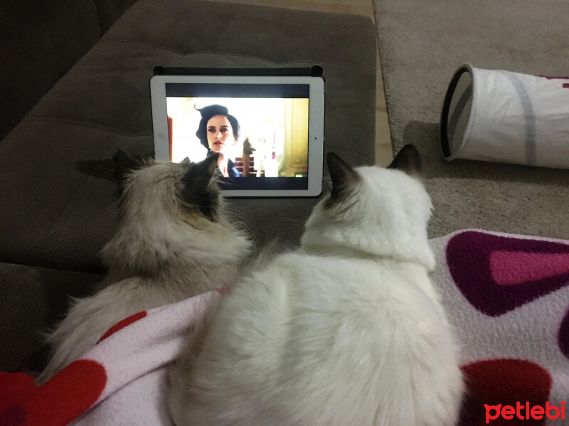 Ragdoll, Kedi  bella fotoğrafı