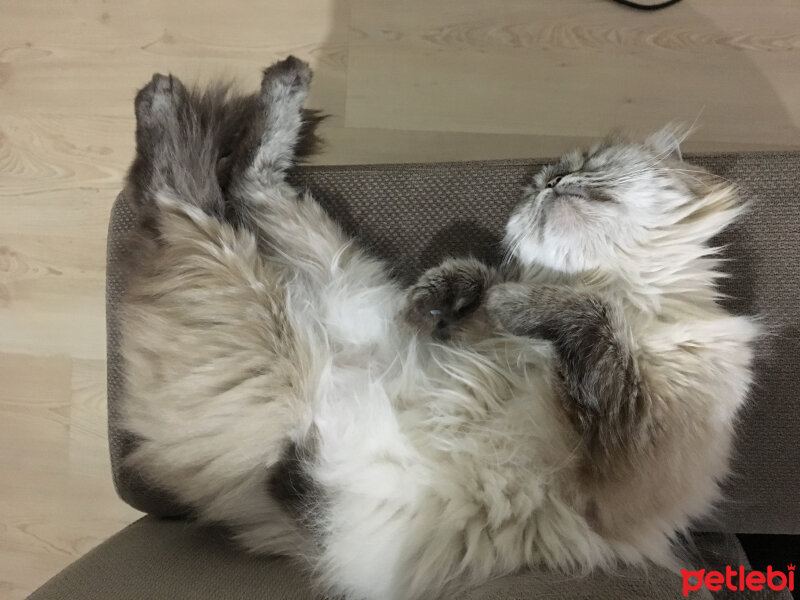 Ragdoll, Kedi  bella fotoğrafı