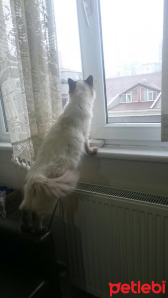 Ragdoll, Kedi  bella fotoğrafı