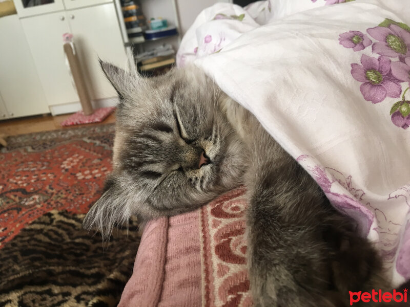 Ragdoll, Kedi  bella fotoğrafı