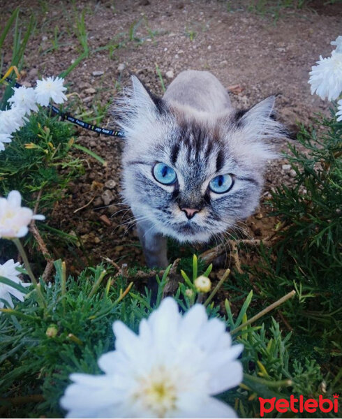 Ragdoll, Kedi  bella fotoğrafı