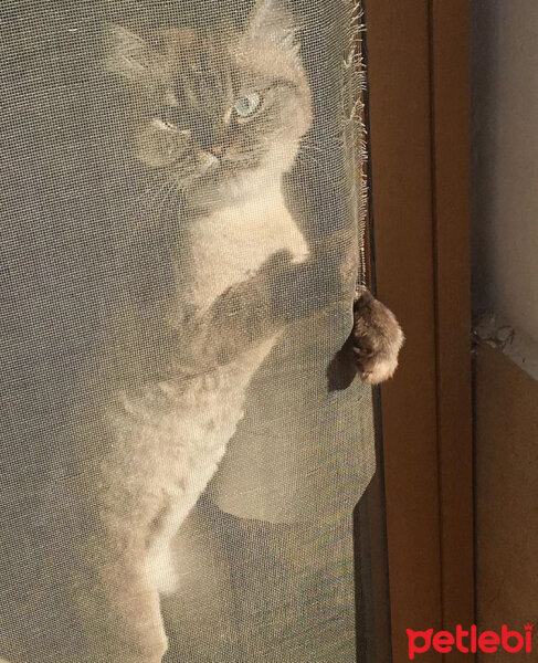 Ragdoll, Kedi  bella fotoğrafı