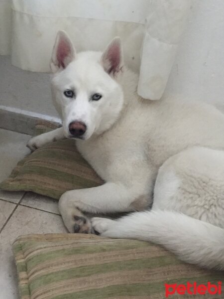 Sibirya Kurdu (Husky), Köpek  sezar fotoğrafı