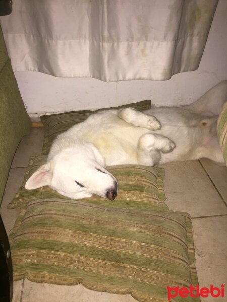 Sibirya Kurdu (Husky), Köpek  sezar fotoğrafı