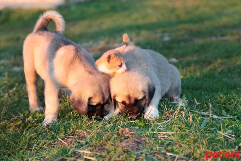 Kangal, Köpek  Barut fotoğrafı